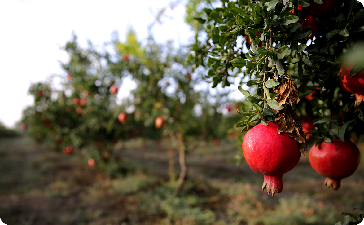 Fruit