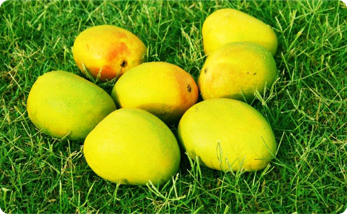 Fruit