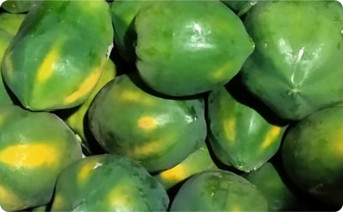 Fruit