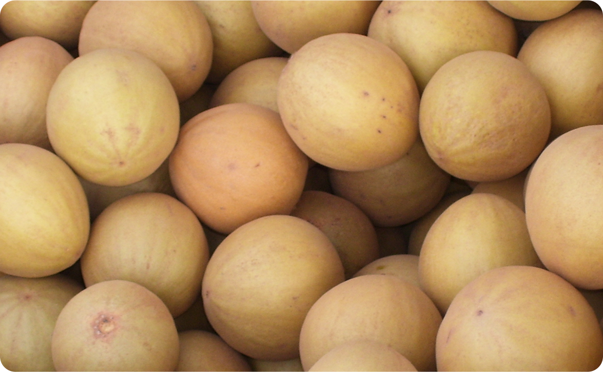 Fruit